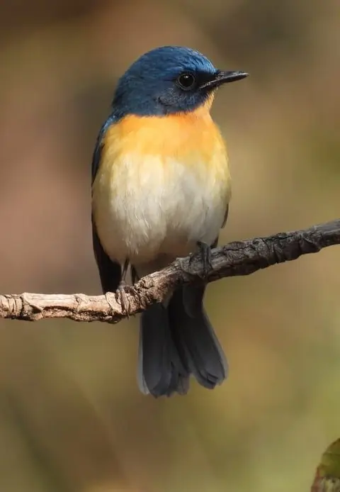 Photo of a small bird with a dark cap perched on a branch